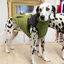 Outech White Mountain Abrigo para perros, , large indicador imagen numero 5